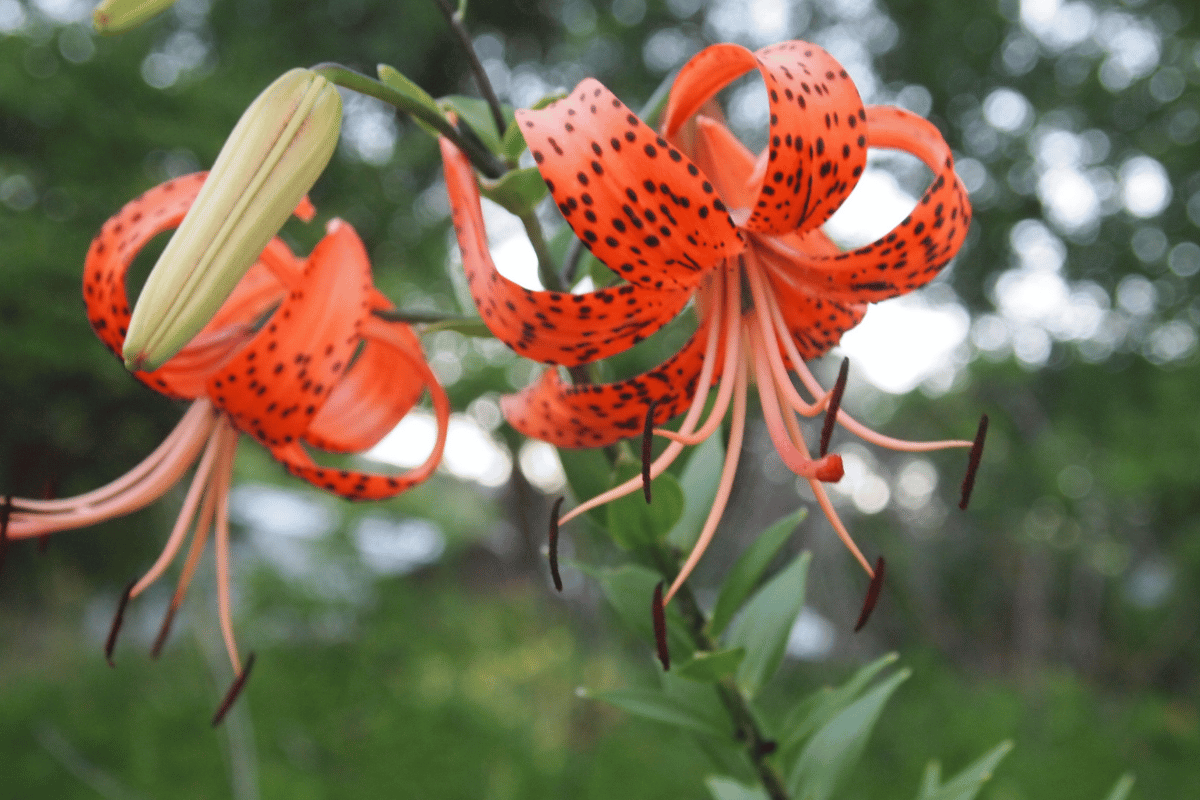 Lilium lancifolium.png